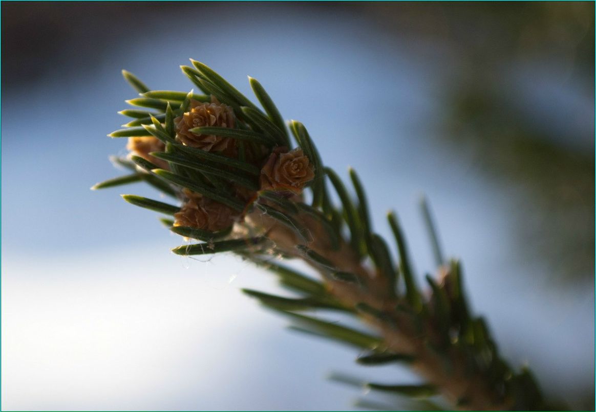 Виктор Лимонов | Кирово-Чепецк