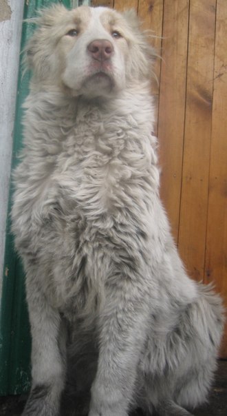 Дамир Шагвалиев | Караганда