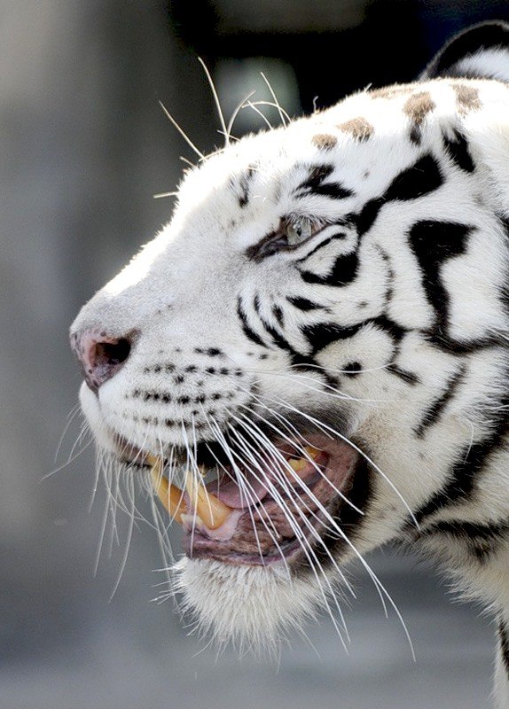 Валера Хомкалов Ασώτου | Иркутск