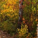 №128, Олег Водинов, Череповец №128, Олег Водинов, Череповец