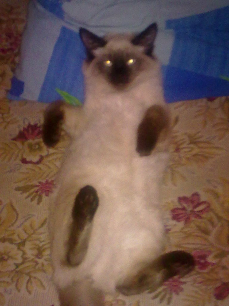 Ирина Погромская | Ростов-на-Дону