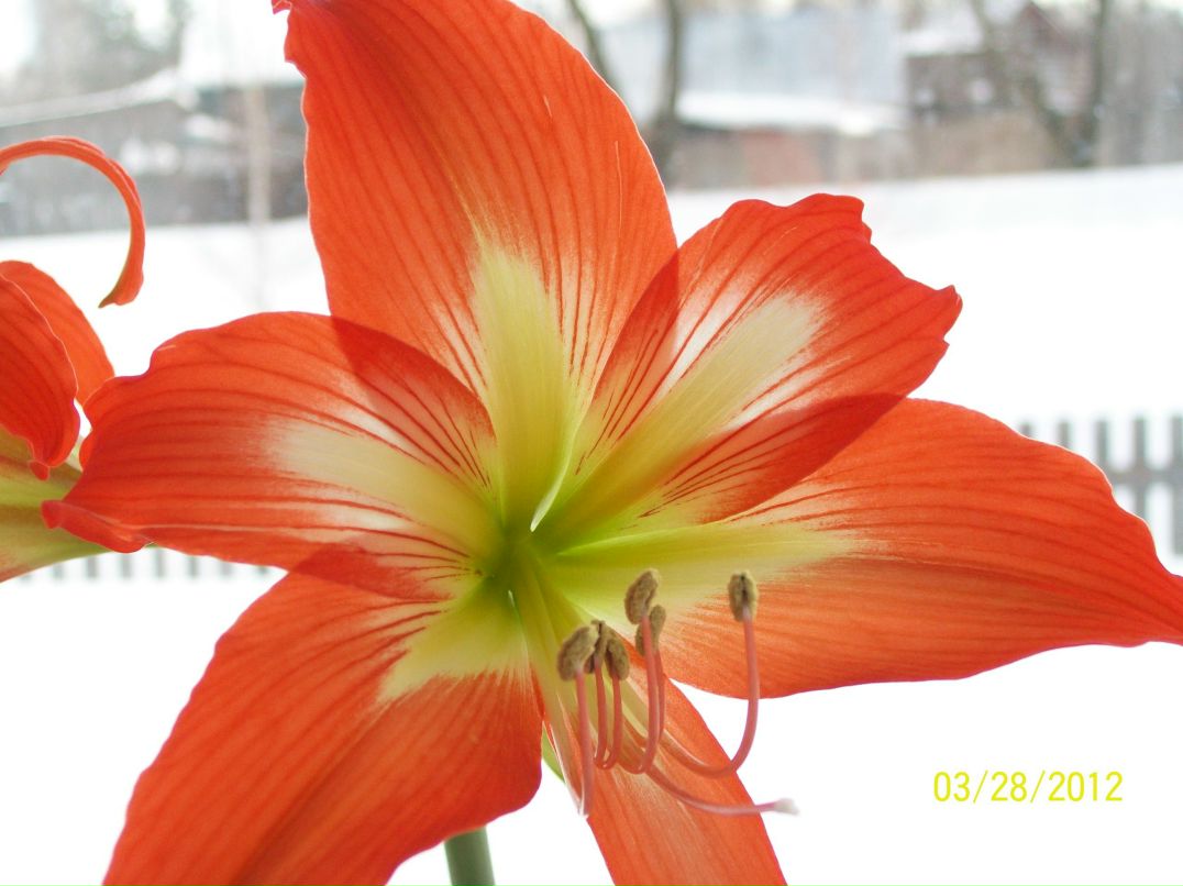 Алла Ровчак | Архангельск