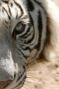 Максим Тимофеев | Донецк