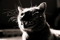 №8, Ирина Багаева №8, Ирина Багаева