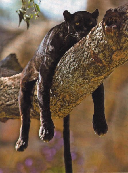 Yana Khorobrykh | Омск