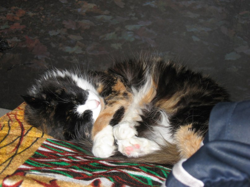 Андрей Певцов | Новосибирск