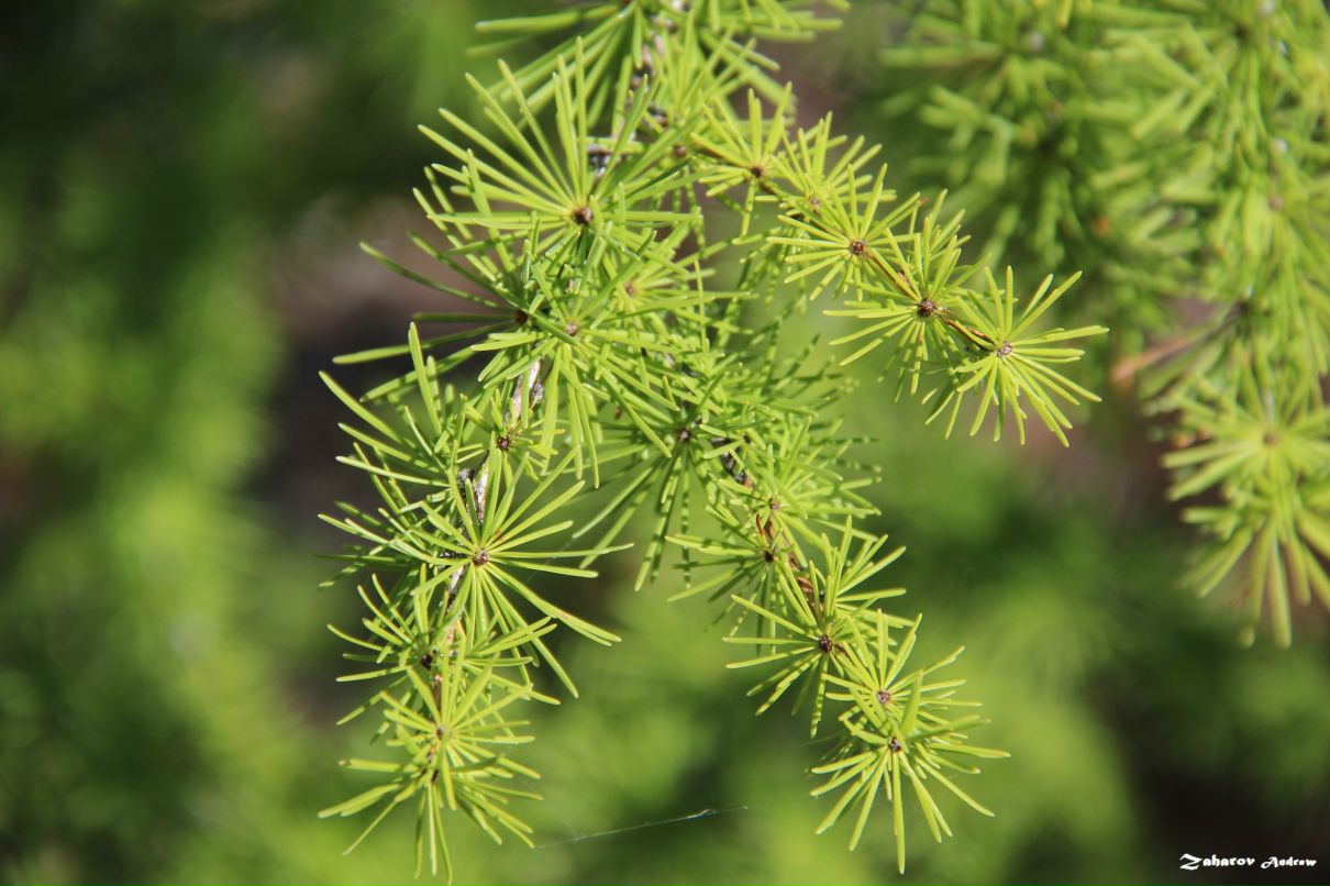 Андрей Захаров | Екатеринбург