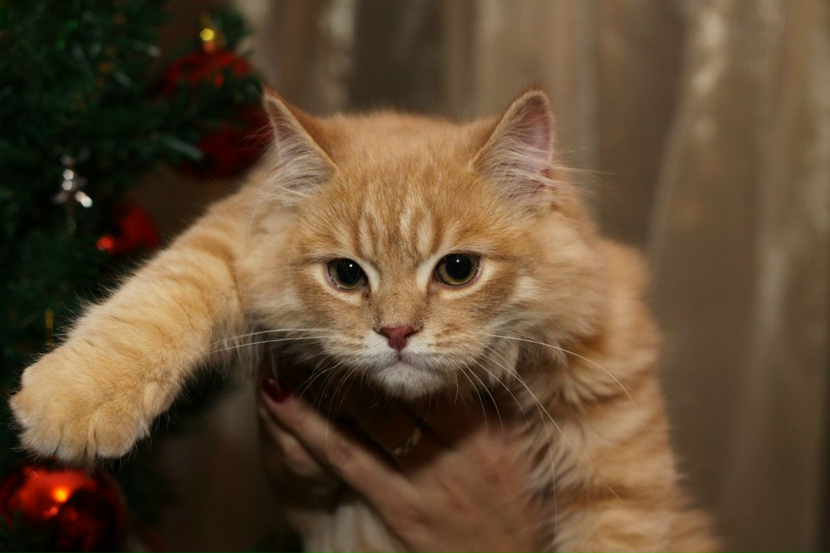 Катя Князева | Санкт-Петербург