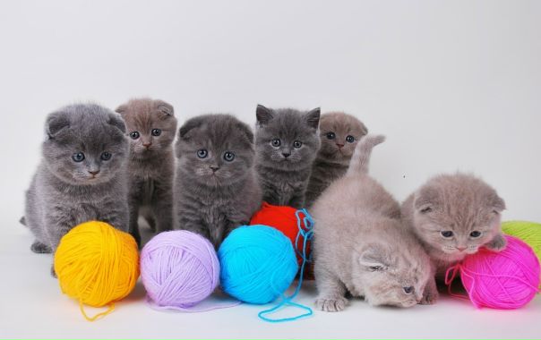 №11, Елена Lovette, Чехов №11, Елена Lovette, Чехов