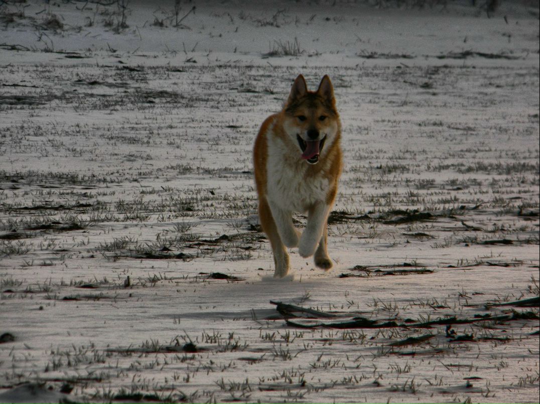 Sasha Goncharuk | Madrid