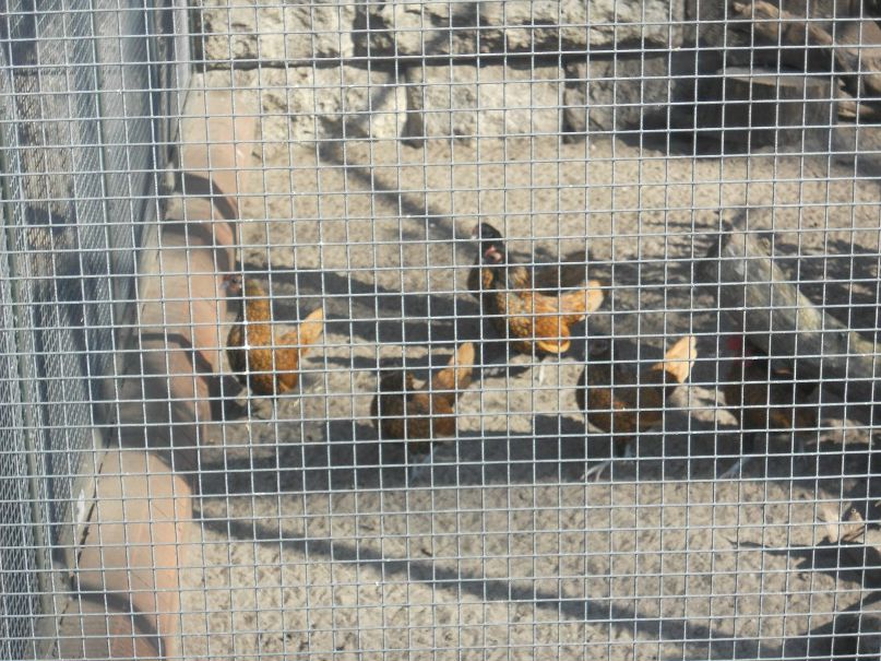 Никита Бодров | Заречный