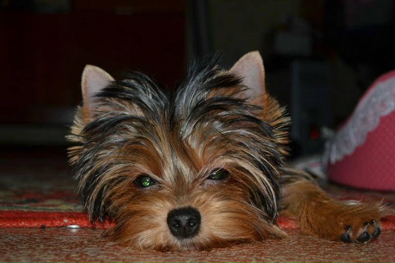 Олесенька Коркошко | Таганрог