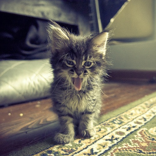 №87, Оксана Бенько-Думич, 06.12, Жовква №87, Оксана Бенько-Думич, 06.12, Жовква