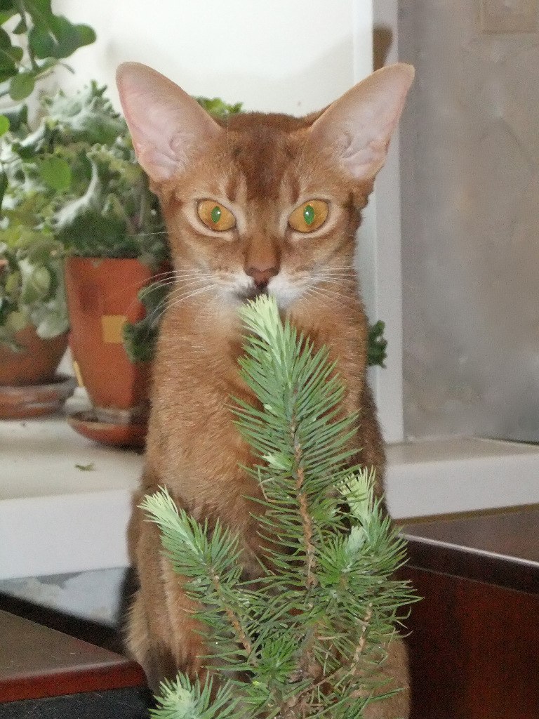 Елена Савостикова | Санкт-Петербург