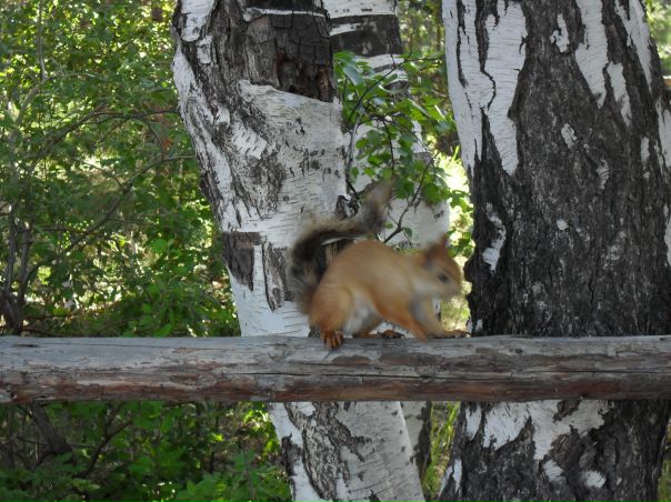 №7, Анжелика Пушкова №7, Анжелика Пушкова