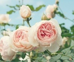 Сюз Ревть [sue verta] | Львов