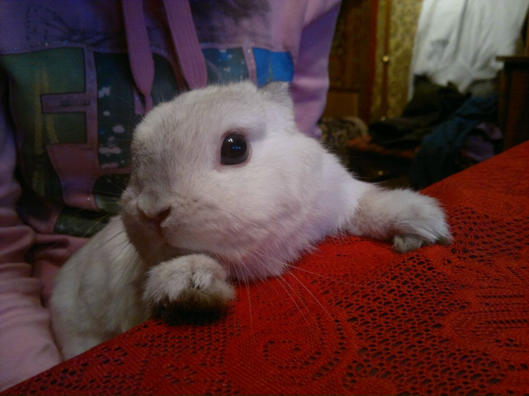 Лелик Иванова *Arwin* | 