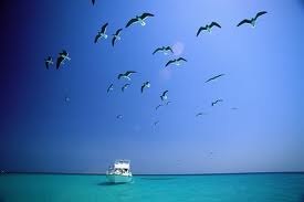 Елена Суринова | Санкт-Петербург