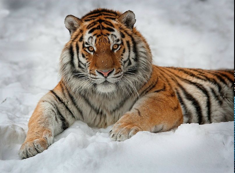 Илья Мамардашвили | 