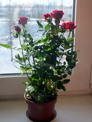 №54, Наташа Вавилина, Praha №54, Наташа Вавилина, Praha