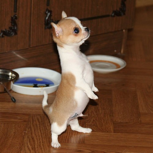 Александр Павлов | Чебоксары