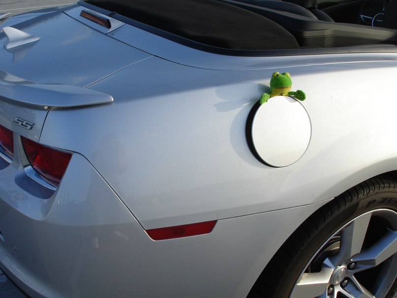 Лягуха Зырящая | Санкт-Петербург