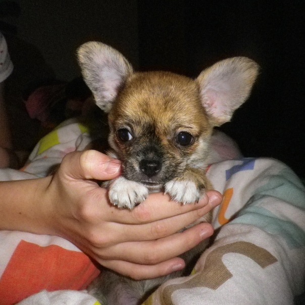 №101, Аня Данильченко, 25 лет, Санкт-Петербург №101, Аня Данильченко, 25 лет, Санкт-Петербург