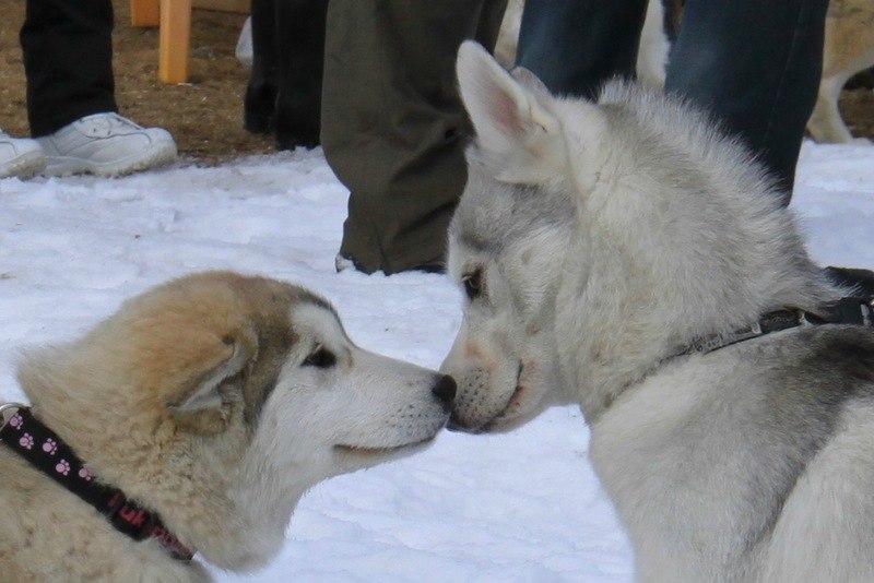 Ольга Пахомова | Иркутск