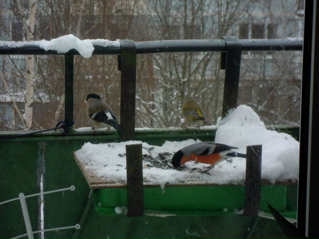 Danila Lisyuk | Lhasa