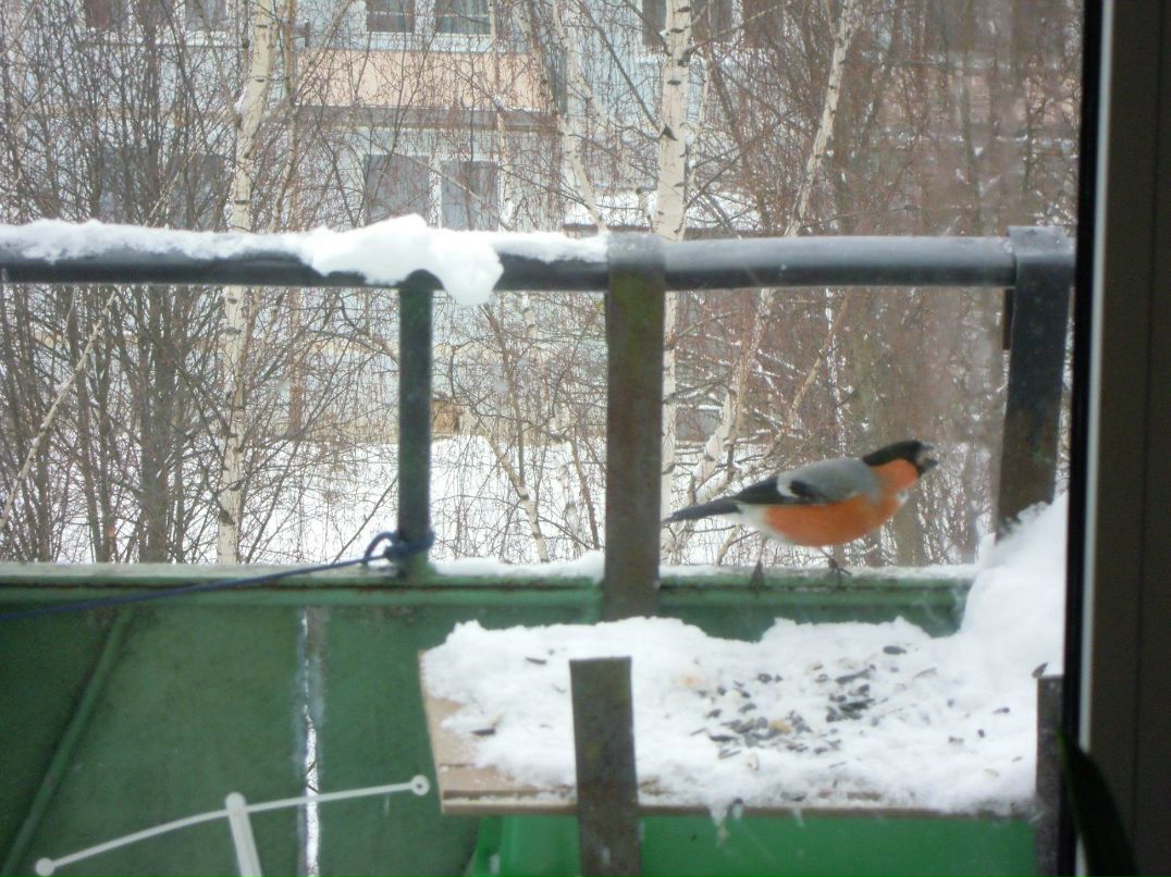 Danila Lisyuk | Lhasa