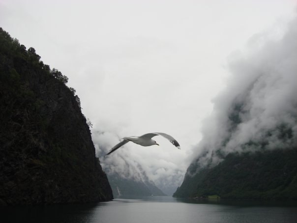 Настя Чайка | 