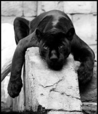 Татьяна Васильева | Санкт-Петербург