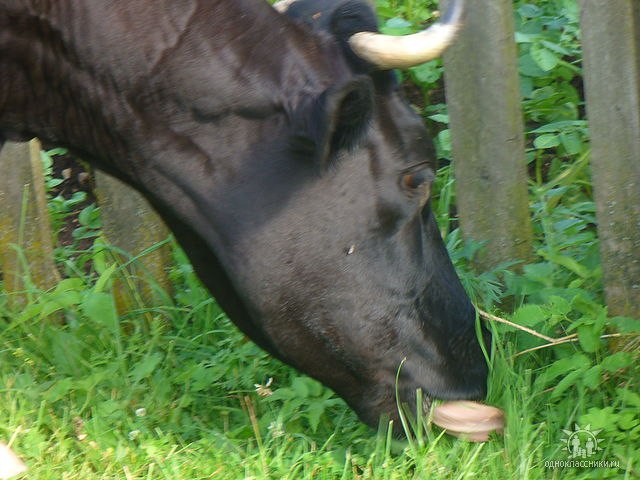 Евгений Сизоненко | Ульяновск