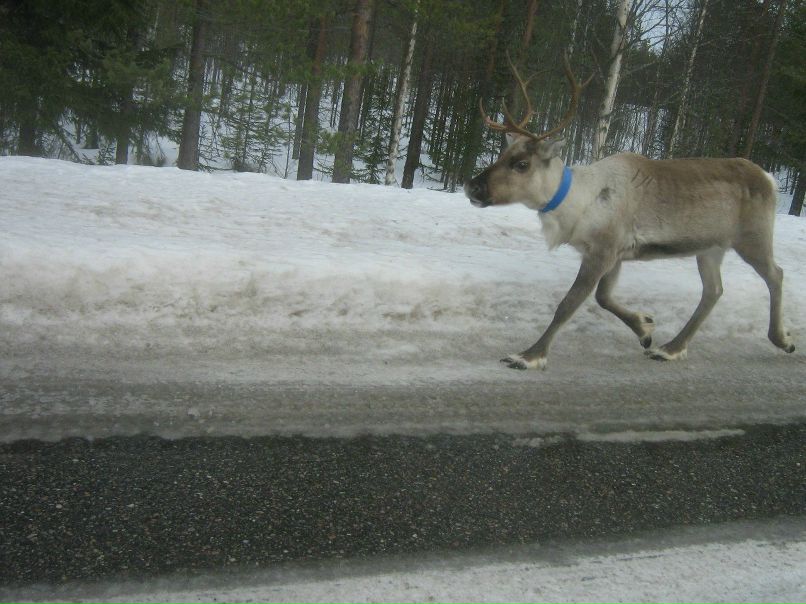 Елена Данилова | Онега