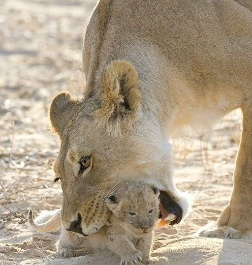 Елена Чиркова | Воронеж