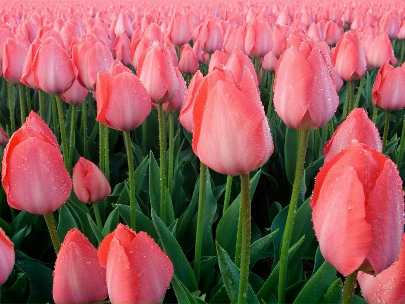 Аня Луценко | Вологда