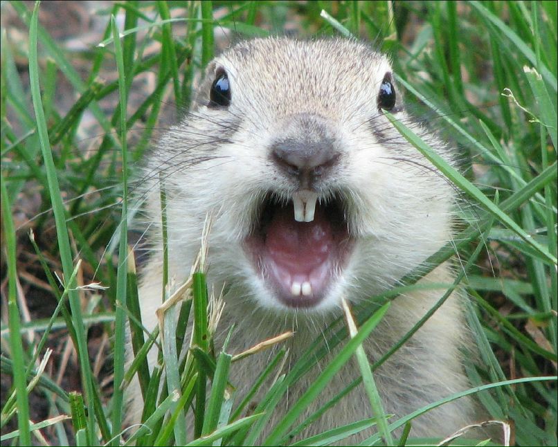 Жека Пушкин ~~~>>>^^^---...___...---^^^<<<~~~ | 