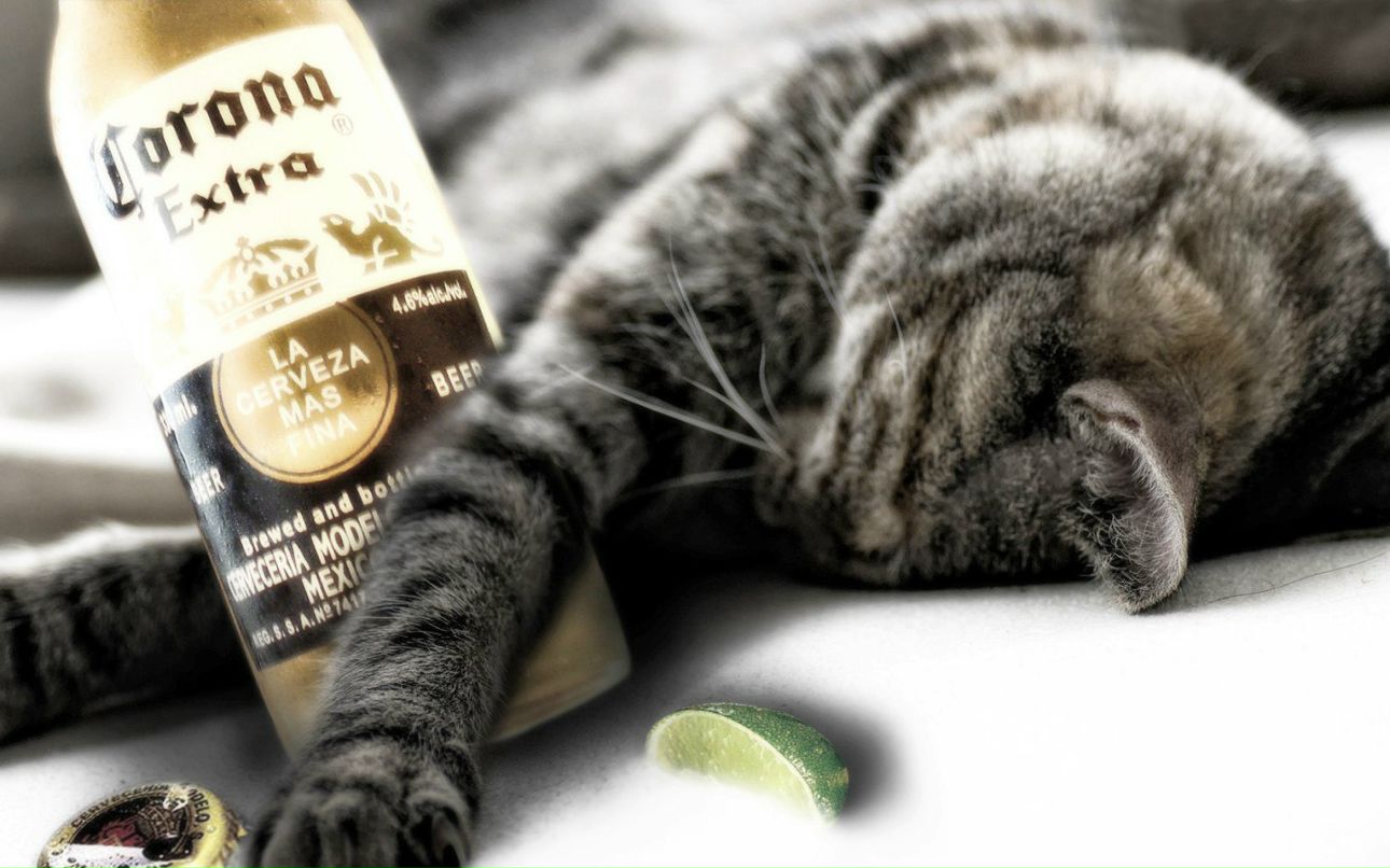 Александр Кузнецов | Москва