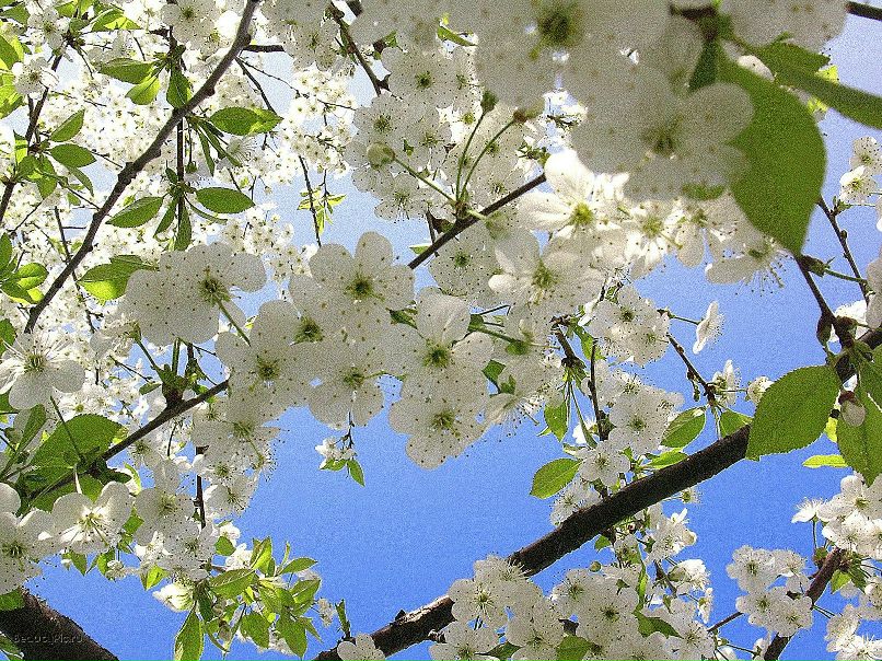 Saniya Durkeyeva | Москва