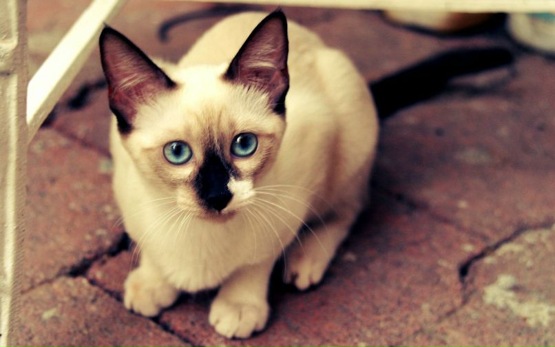 Дима Пучков | Berlin