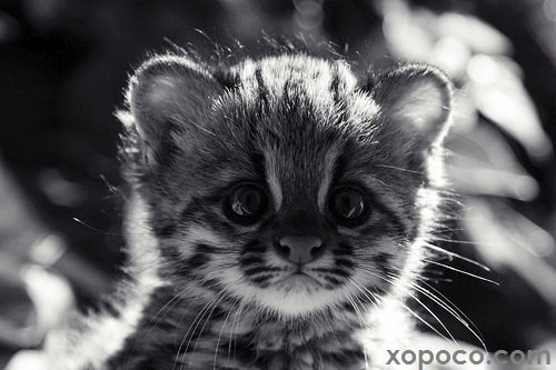 Ирина Силина | Сергиев Посад