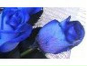 Жанна Энагели | Кривой Рог