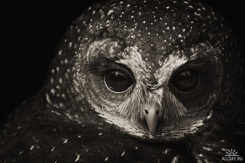 Елена Панарина | Харьков