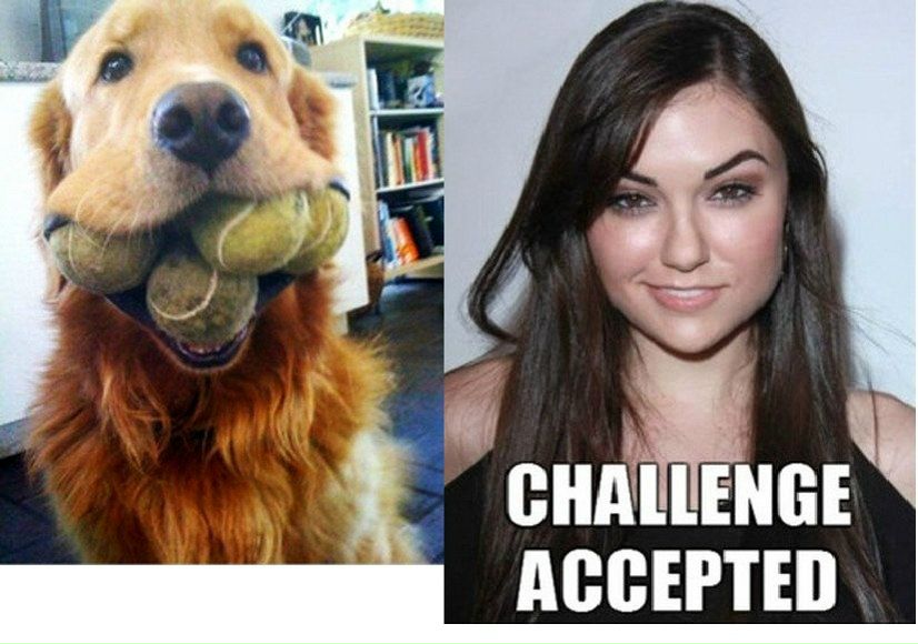 №39, Дмитрий Лисогорский №39, Дмитрий Лисогорский