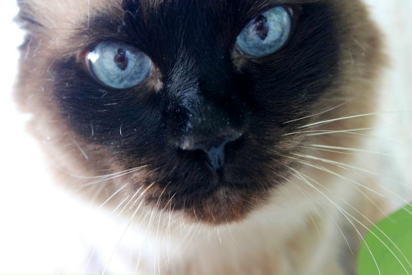 Аня Догля | Белгород