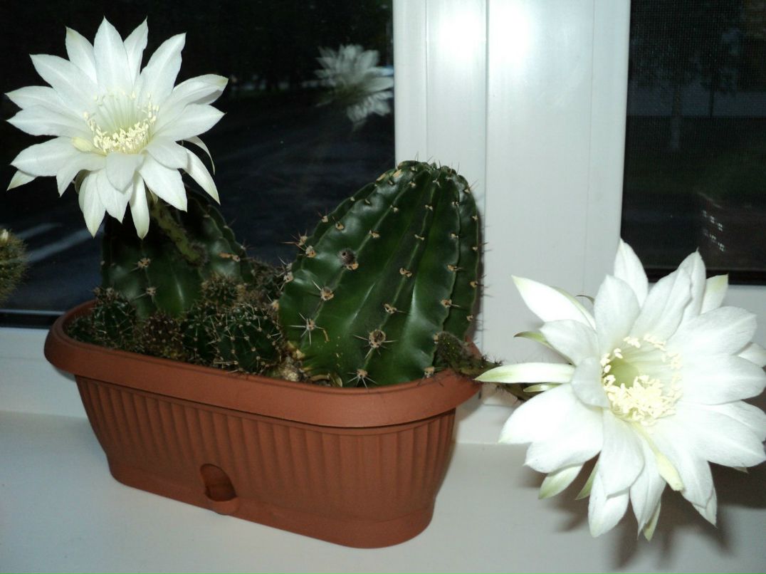 Елена Шарова | Санкт-Петербург