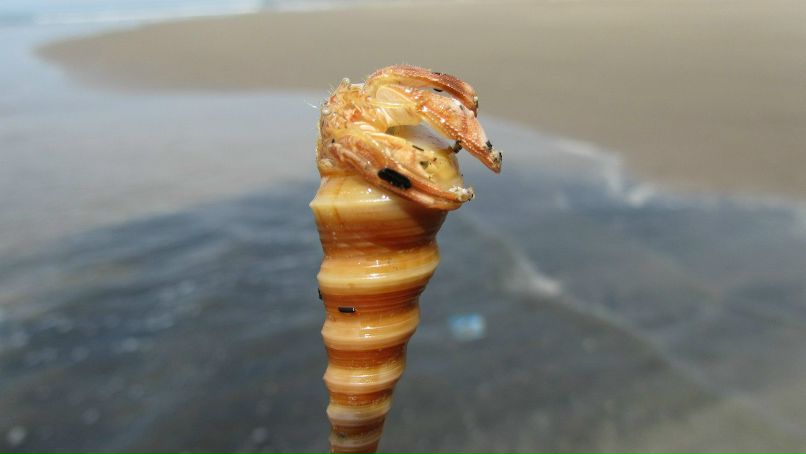 Екатерина Бричкина | Москва