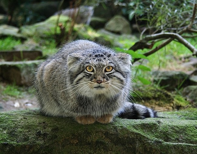 Саня Захода | 