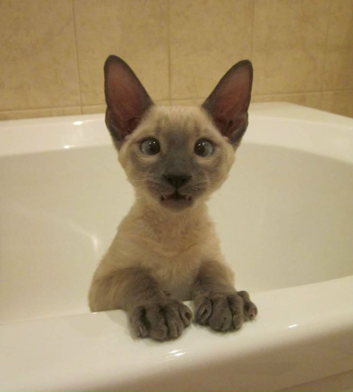 Кристинка Нивина | Лахденпохья