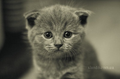 №119, Кристина Горец, 36 лет, Павлоград №119, Кристина Горец, 36 лет, Павлоград